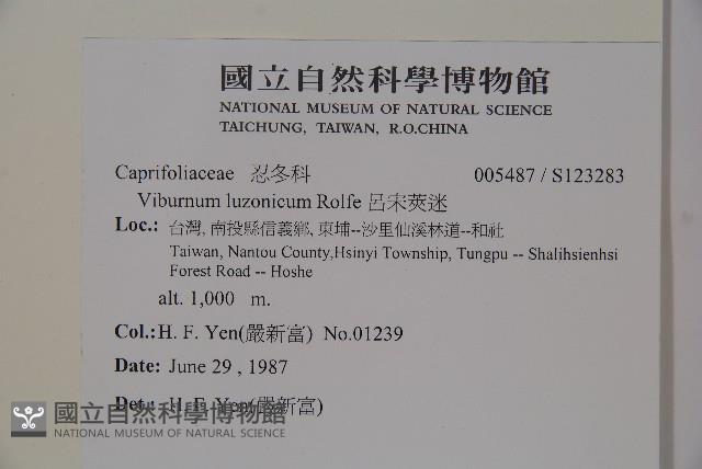 呂宋莢迷藏品圖，第2張