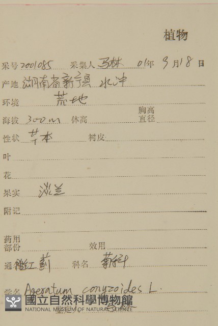 霍香薊藏品圖，第2張