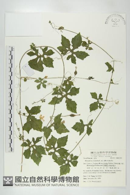 小苦瓜藏品圖，第1張