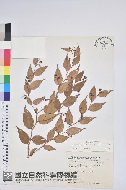 白珠樹藏品圖，第1張