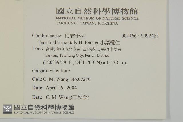 小葉欖仁藏品圖，第2張