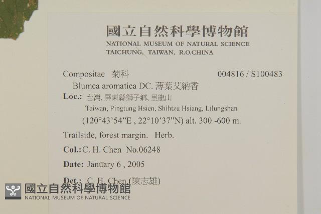 薄葉艾納香藏品圖，第2張
