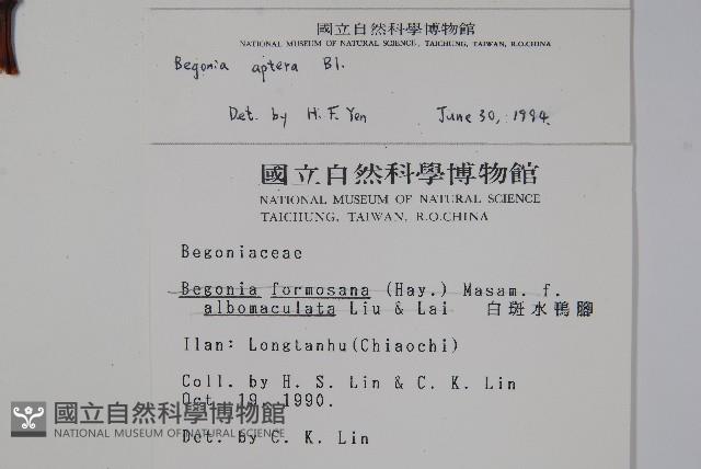 圓果秋海棠藏品圖，第2張