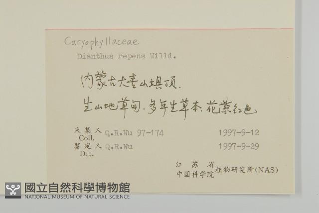 簇莖石竹藏品圖，第2張