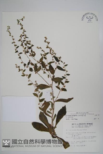 盾果草藏品圖，第1張