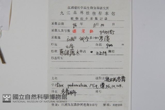 刻脈冬青藏品圖，第2張