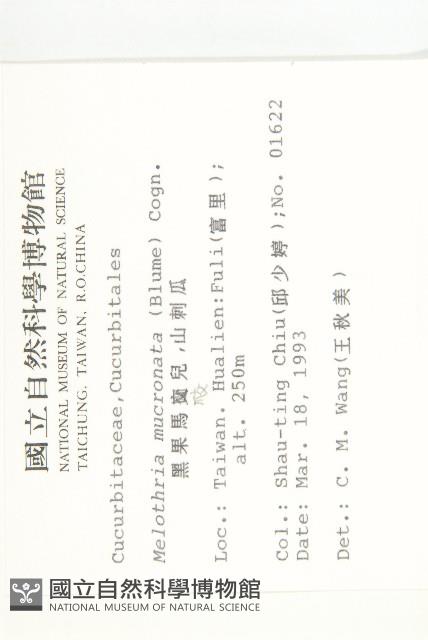 黑果馬交兒藏品圖，第2張