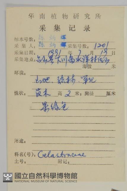 木犀假衛矛藏品圖，第2張