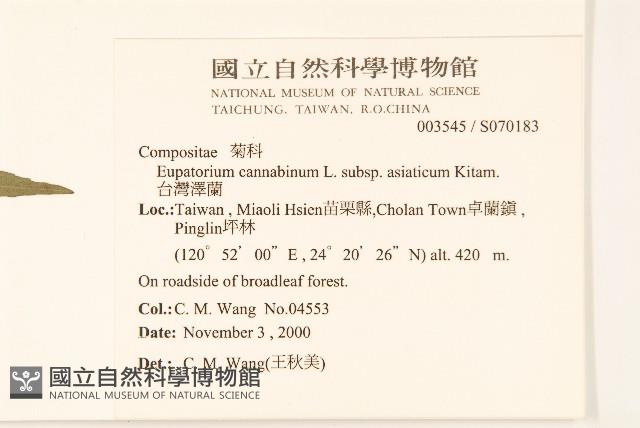 台灣澤蘭藏品圖，第2張