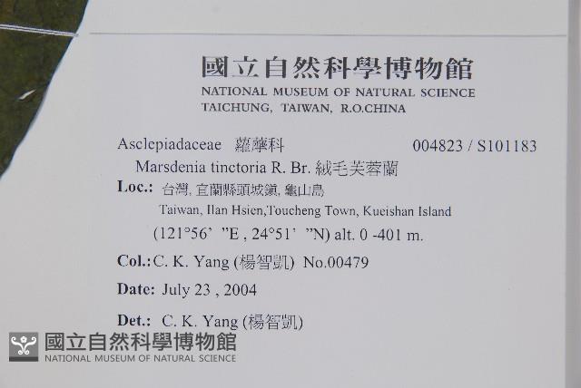 絨毛芙蓉蘭藏品圖，第2張