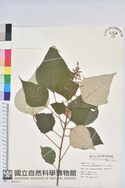 白匏子藏品圖，第1張