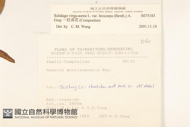 一枝黃花藏品圖，第2張