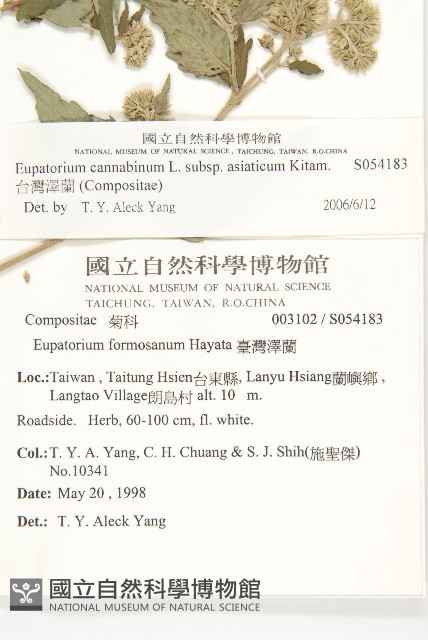 台灣澤蘭藏品圖，第2張