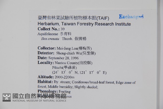 假黃楊藏品圖，第2張