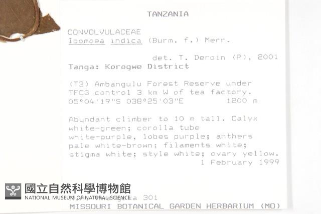 銳葉牽牛藏品圖，第2張