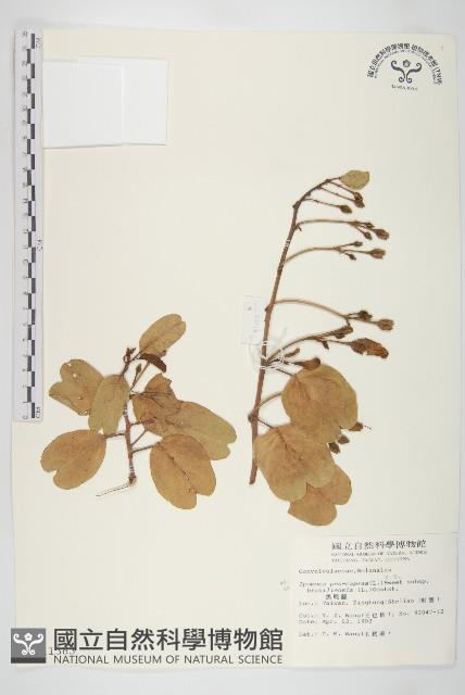 馬鞍藤藏品圖，第1張