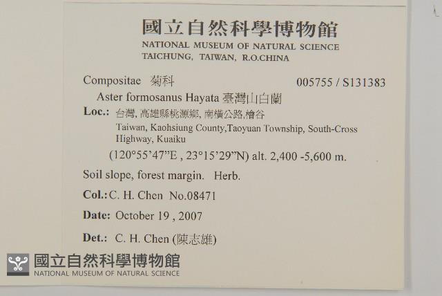 臺灣山白蘭藏品圖，第2張