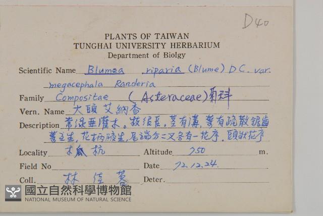 大頭艾納香藏品圖，第2張