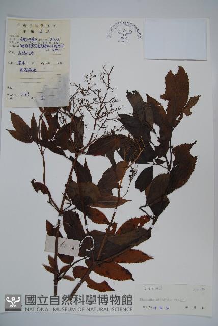 冇骨消藏品圖，第1張