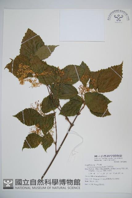 呂宋莢迷藏品圖，第1張