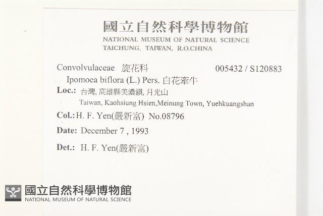 白花牽牛藏品圖，第2張