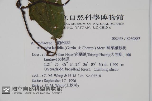 闊葉獼猴桃藏品圖，第2張