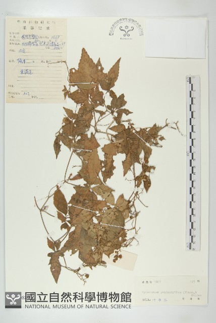 絞股藍藏品圖，第1張