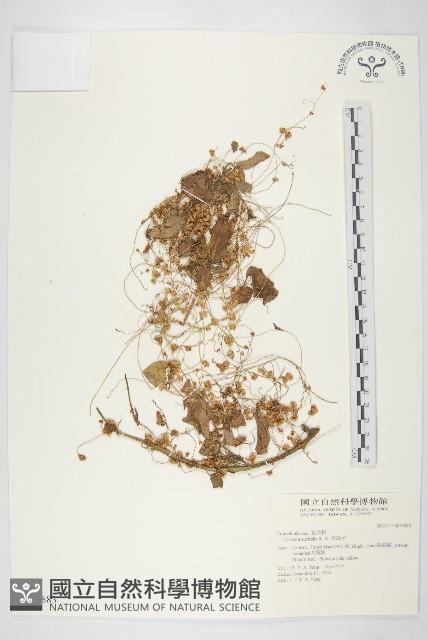 菟絲子藏品圖，第1張