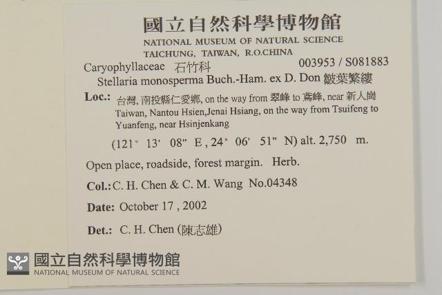 皺葉繁縷藏品圖，第2張