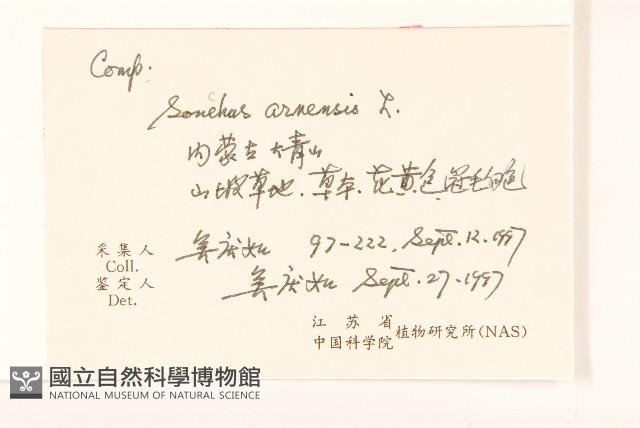 苦苣菜藏品圖，第2張