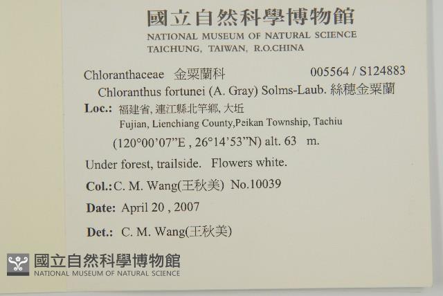 絲穗金粟蘭藏品圖，第2張