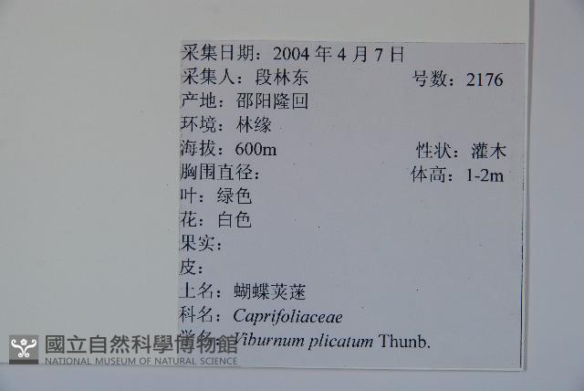 蝴蝶莢迷藏品圖，第2張