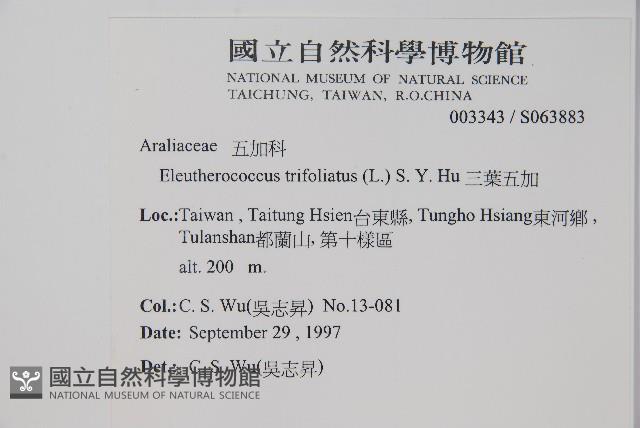 三葉五加藏品圖，第2張