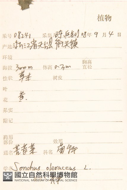 苦滇菜、苦菜藏品圖，第2張