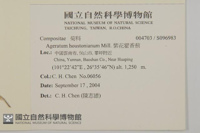 紫花霍香薊藏品圖，第2張