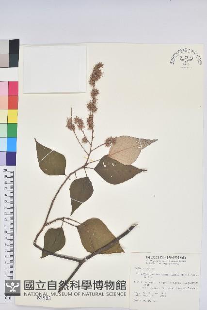 白匏子藏品圖，第1張