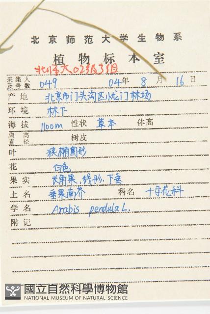 垂果南芥菜藏品圖，第2張