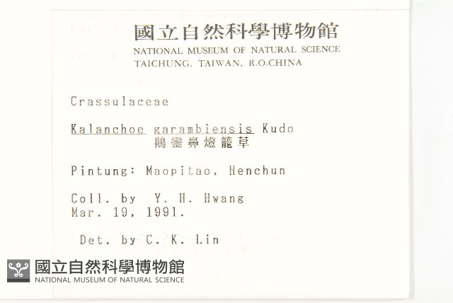 鵝鑾鼻燈籠草藏品圖，第2張