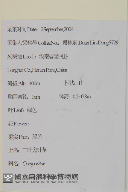 白花鬼針藏品圖，第2張