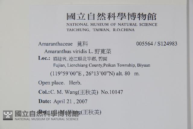 野莧菜藏品圖，第2張