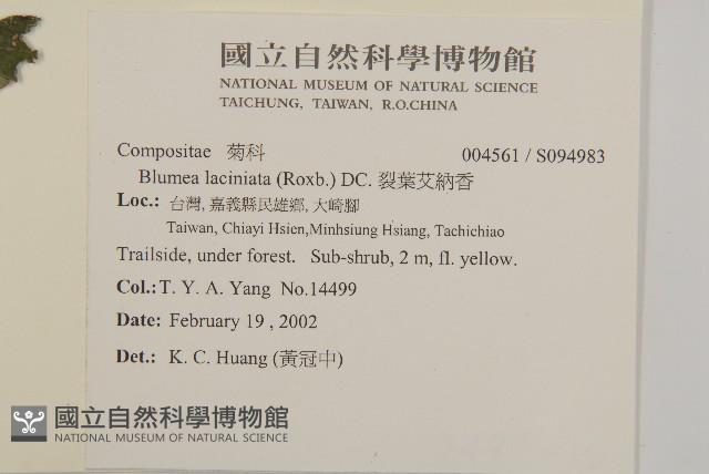 裂葉艾納香藏品圖，第2張