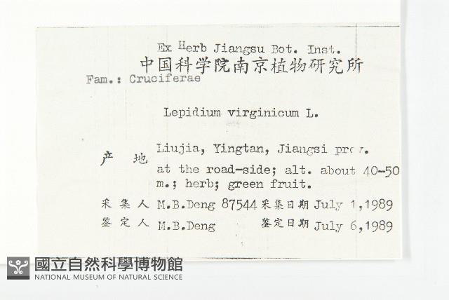 獨行菜藏品圖，第2張