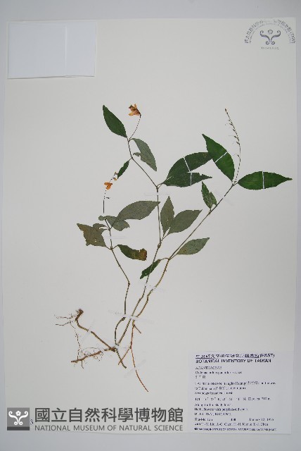 針刺草藏品圖，第1張