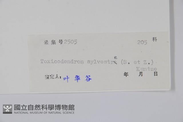 木蜡樹、野漆樹藏品圖，第2張