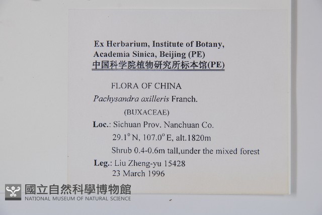 三角咪草藏品圖，第2張