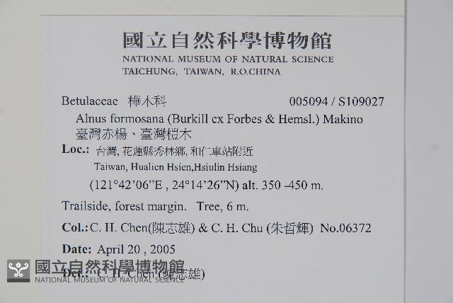 臺灣赤楊、臺灣榿木藏品圖，第2張