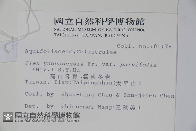 雲南冬青藏品圖，第2張