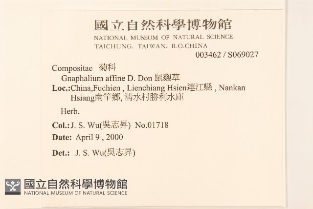 鼠麴草藏品圖，第2張