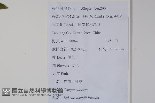 江南山梗菜藏品圖，第2張