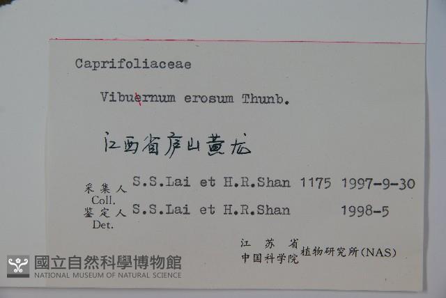 松田氏莢迷、宜昌莢迷藏品圖，第2張